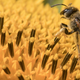 A bee sits on a sunflower in Oberursel, near Frankfurt, Germany.